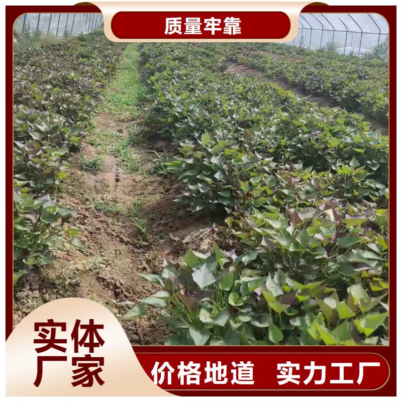 夏薯济黑2号苗子有保证