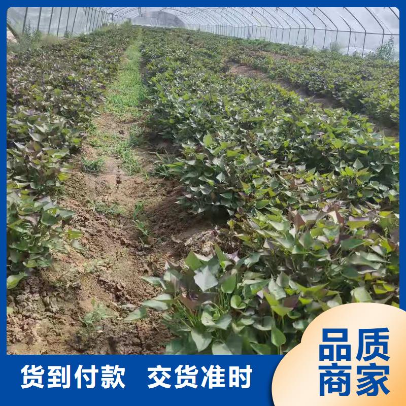 高剪红薯苗今日价格