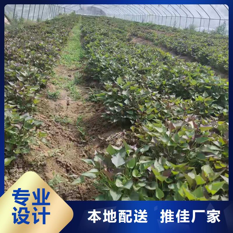 高产红薯苗品种齐全