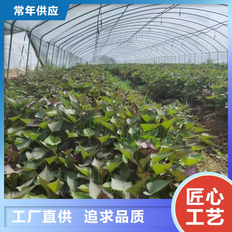 高产红薯苗图片