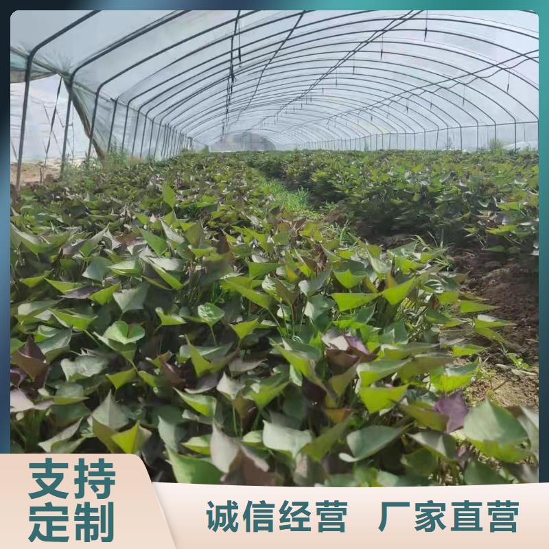 甘薯苗（紫红薯苗）货源充足
