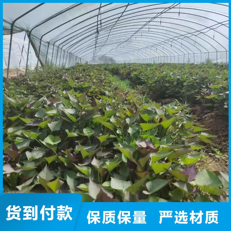 高产脱毒紫薯苗（绫紫)行情走势