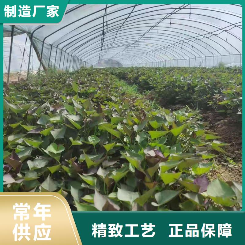 高产红薯苗（预售中）价格