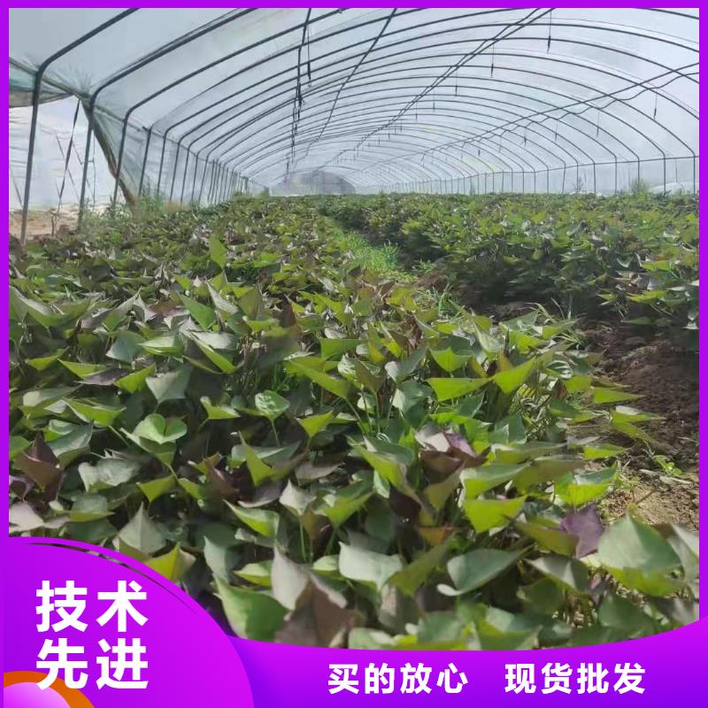 高剪红薯苗怎么种