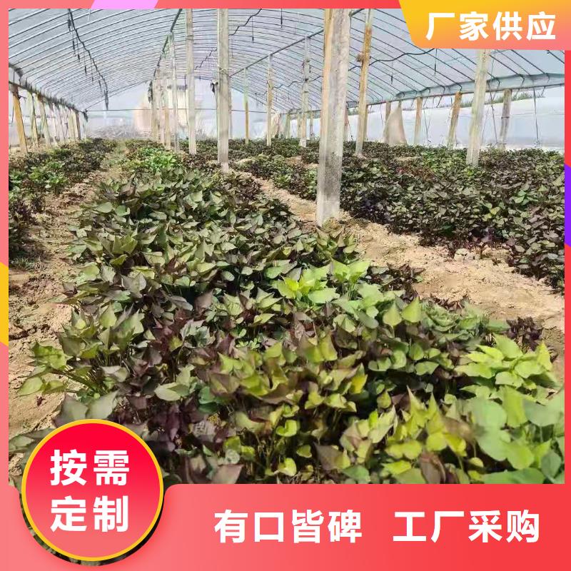 麦茬济黑2号苗不要错过