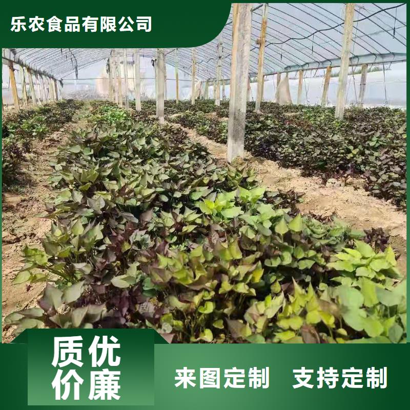 脱毒红薯苗（西瓜红）品种多样