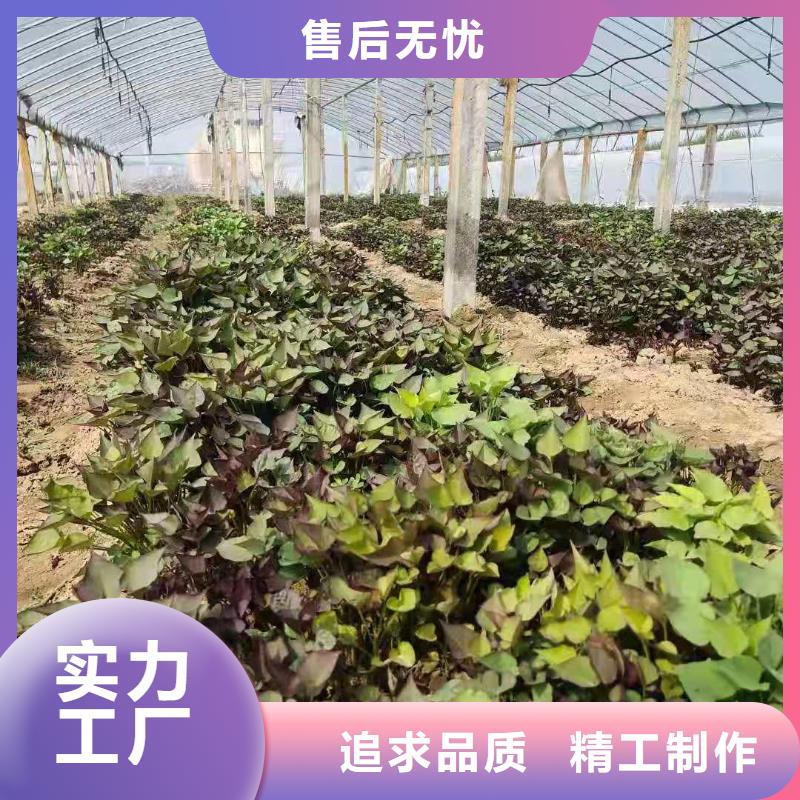 高剪脱毒普薯32号苗子批发零售