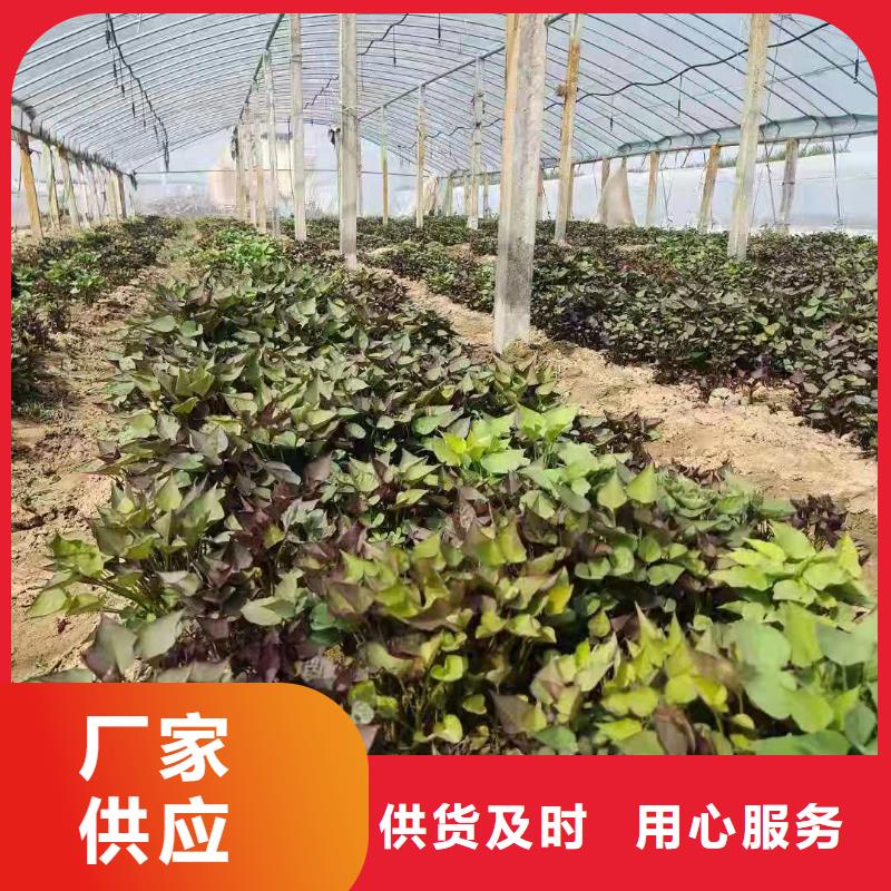 高剪红薯苗有保证