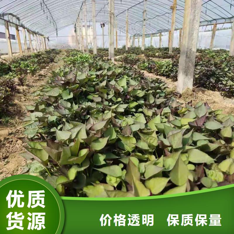 脱毒紫薯苗（济黑品种）专业技术指导