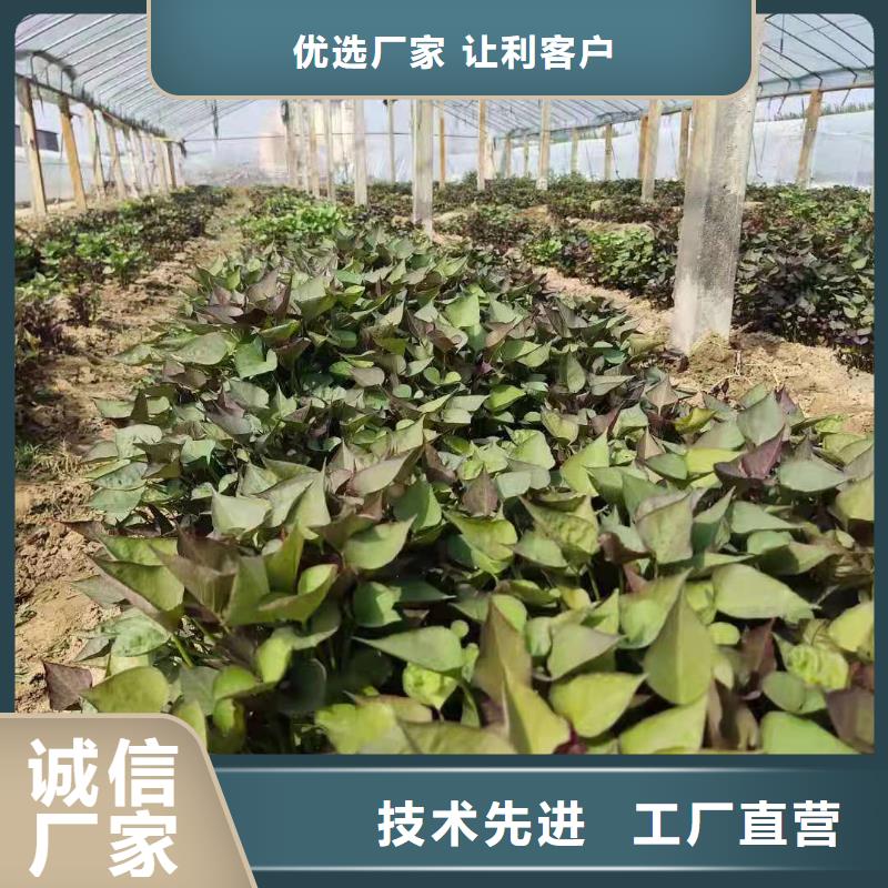 高剪红薯苗鲜食型