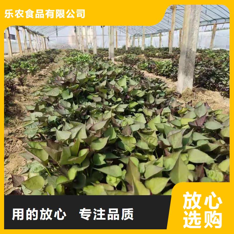 麦茬苗普薯32号（红薯苗）火爆销售