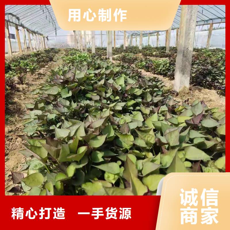 紫薯苗羽衣甘蓝粉品质不将就
