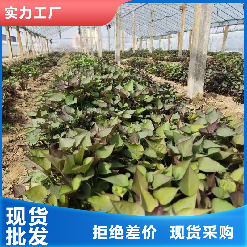 高产脱毒紫薯苗(凌紫品种)往年价格