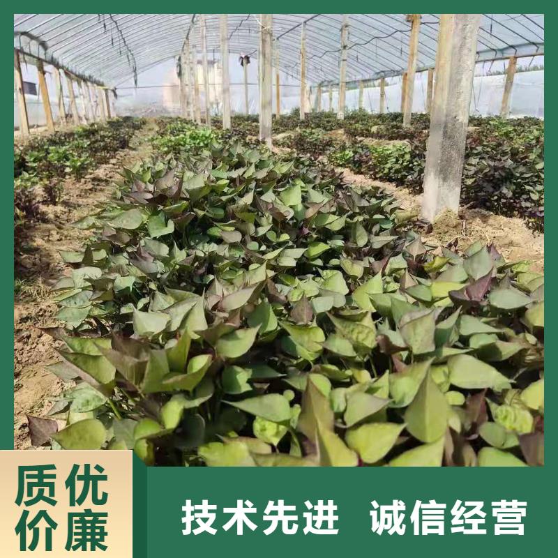 紫薯苗（济黑2号上市）育苗基地