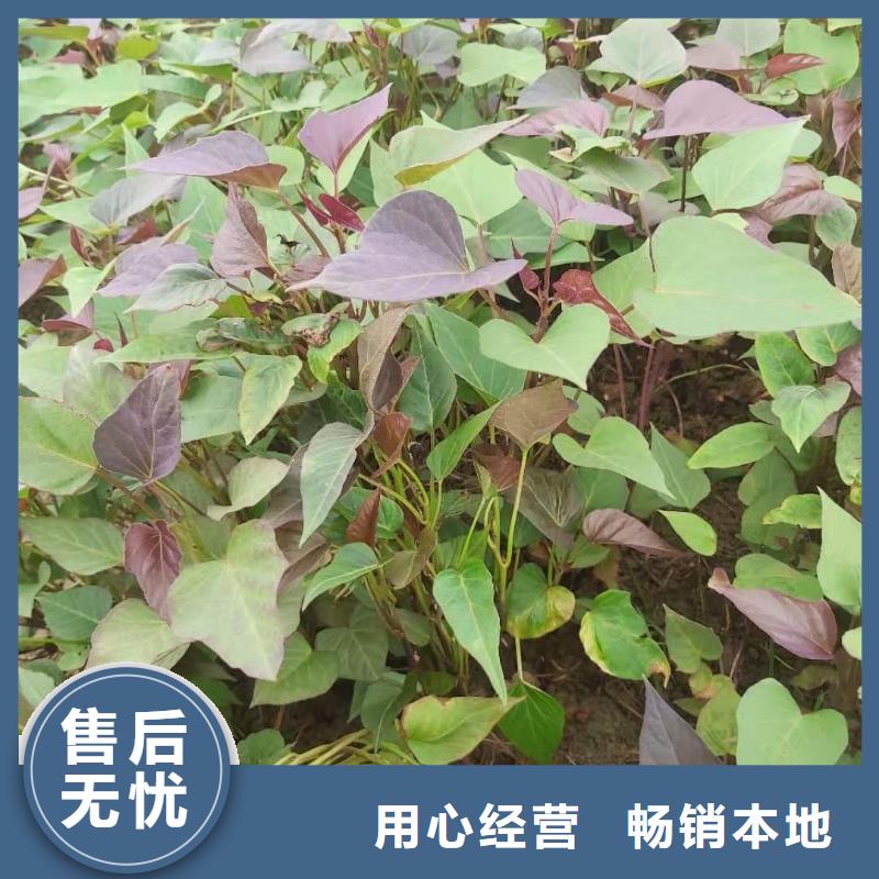 高剪红薯苗行情走势