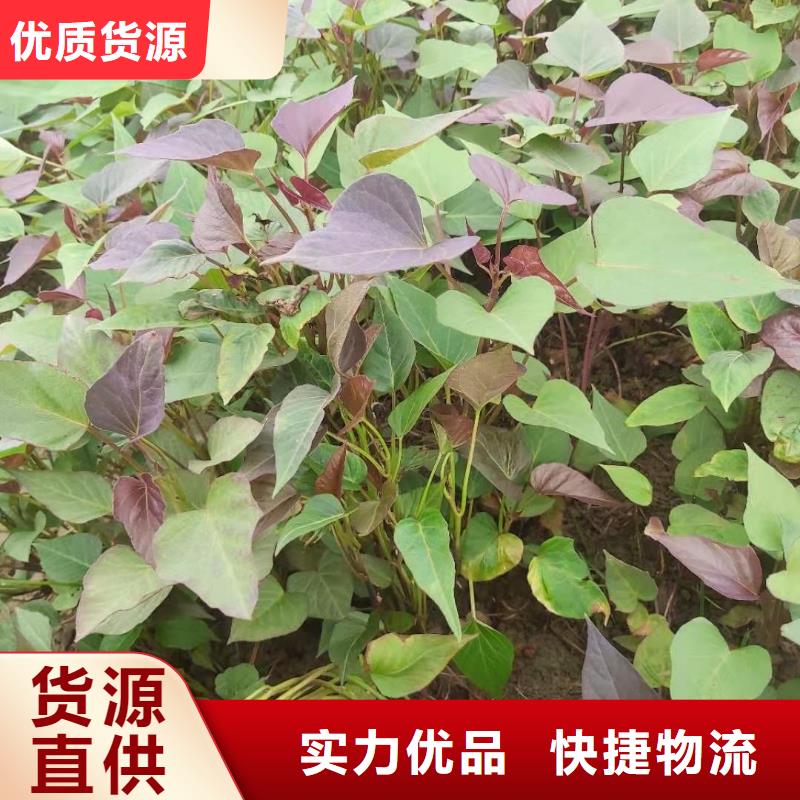 紫罗兰紫薯苗大量苗子供应