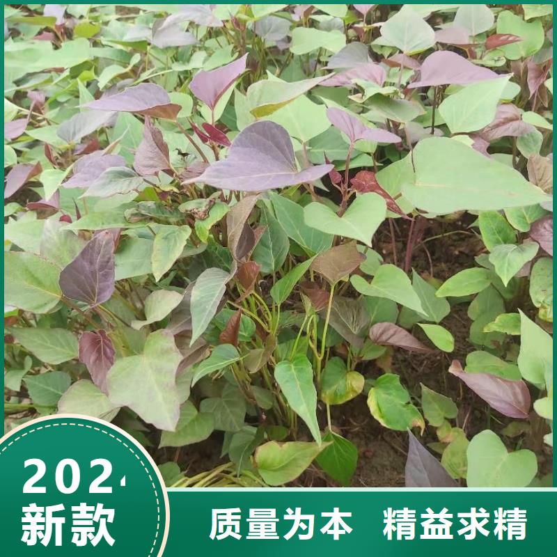 紫薯苗（济黑2号上市）育苗基地
