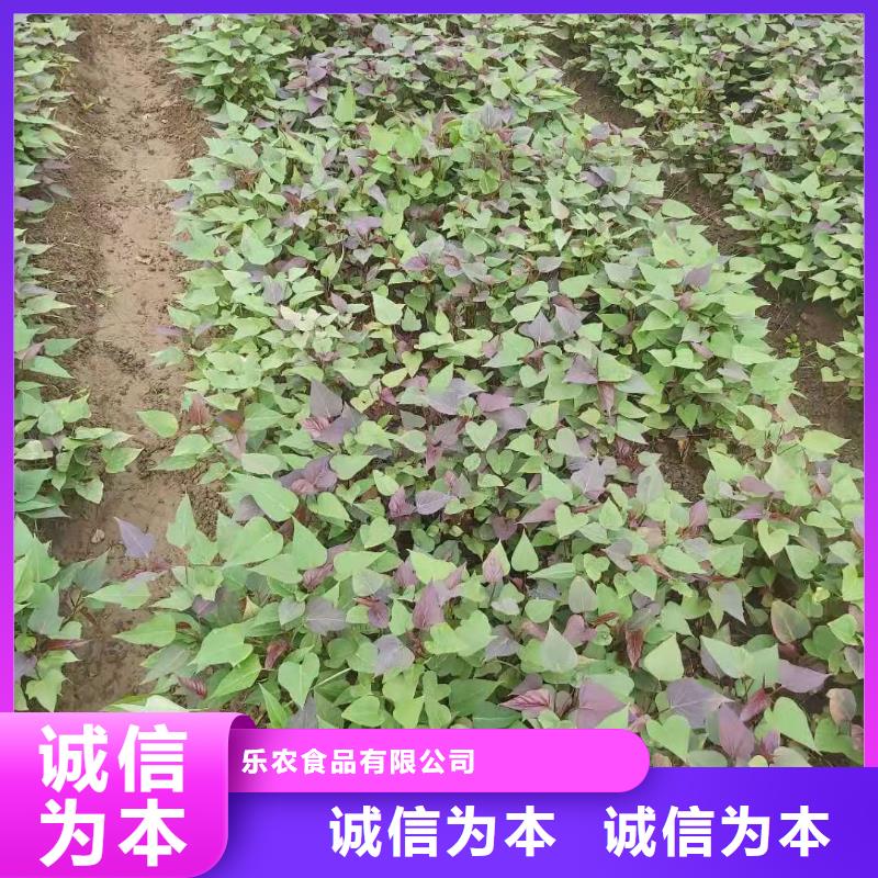 紫色地瓜苗（夏薯）预定中