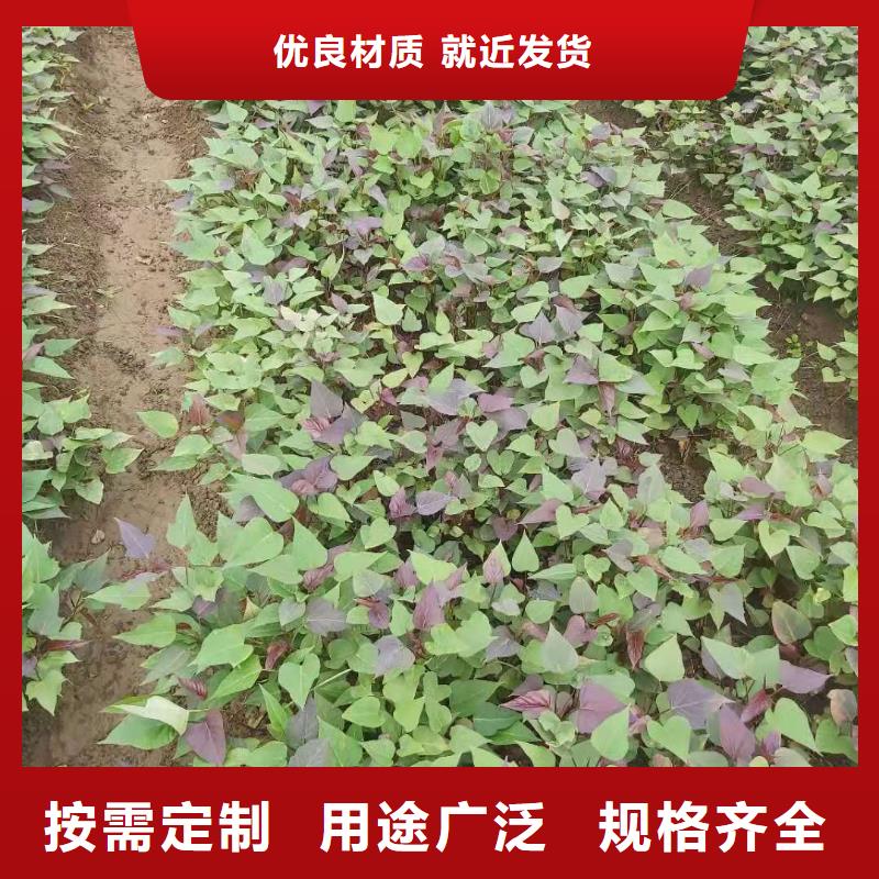 甘薯苗（紫红薯苗）基地种植