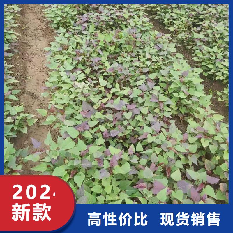 高产红薯苗（预售中）价格