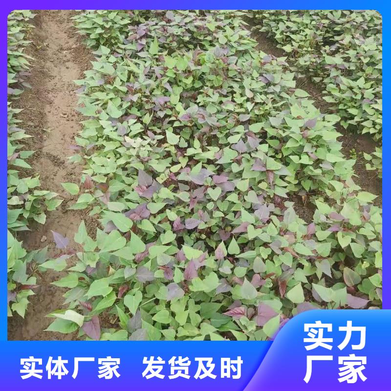 甘薯苗（紫红薯苗）种植