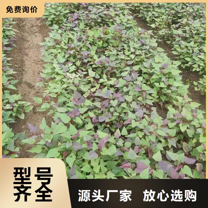 紫薯种苗零售批发