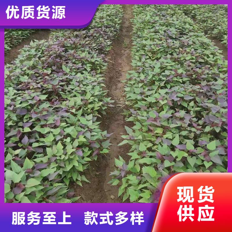 麦茬苗普薯32号（红薯苗）种植技术培训