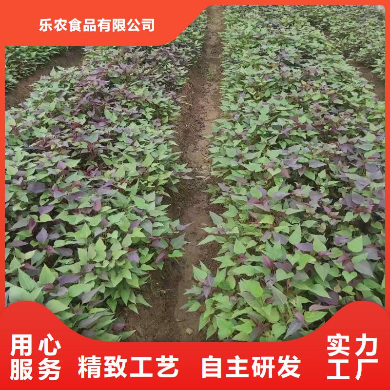 高产红薯苗就选乐农食品