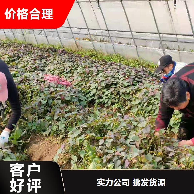 高剪脱毒普薯32号苗子批发零售