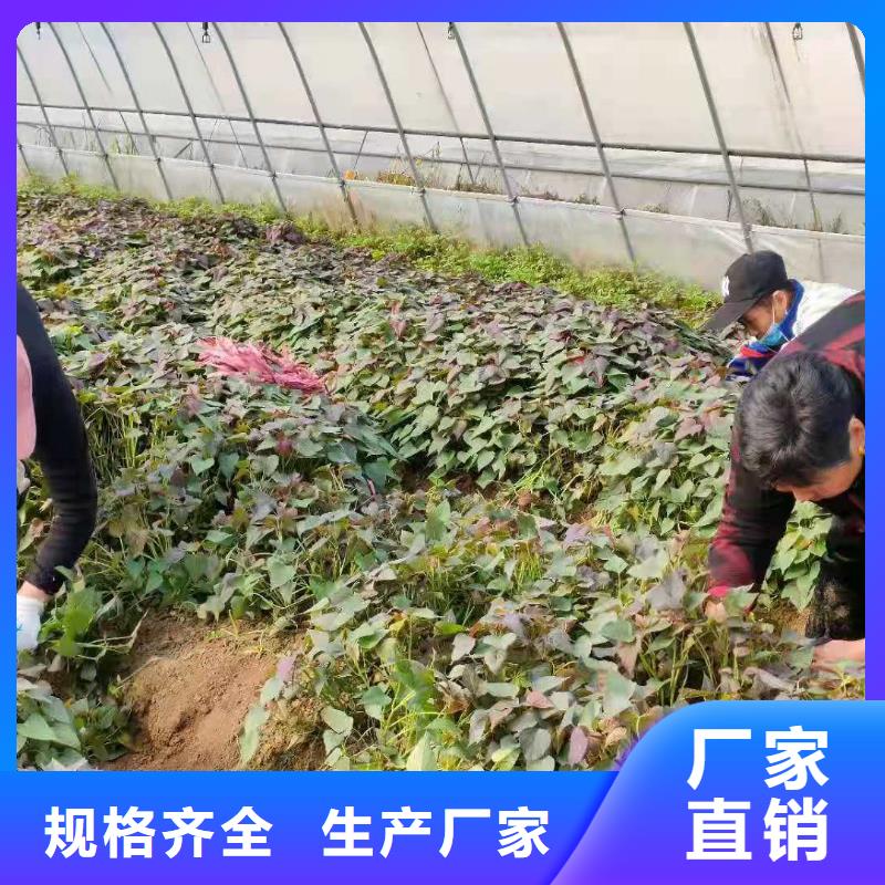 红甘薯苗（高剪苗）货源充足