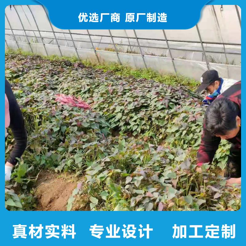 红甘薯苗（高剪苗）鲜食型