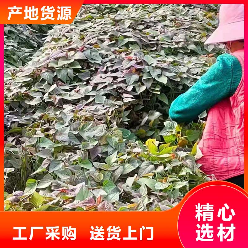 紫甘薯苗多少钱一棵
