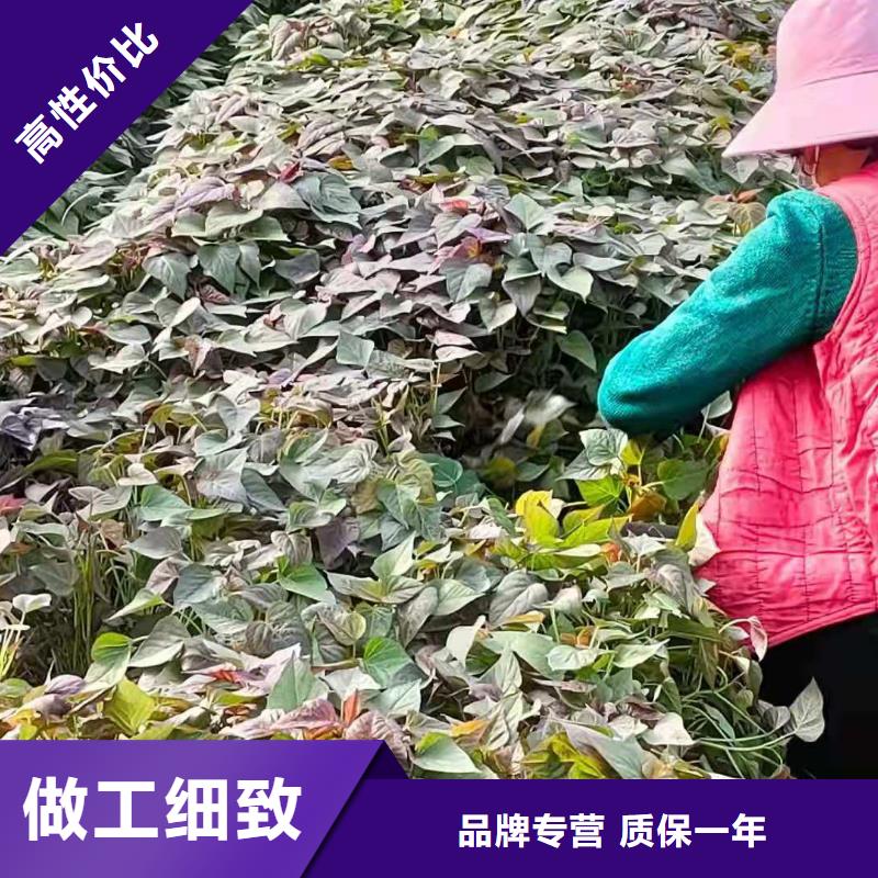红甘薯苗（高剪苗）移栽机
