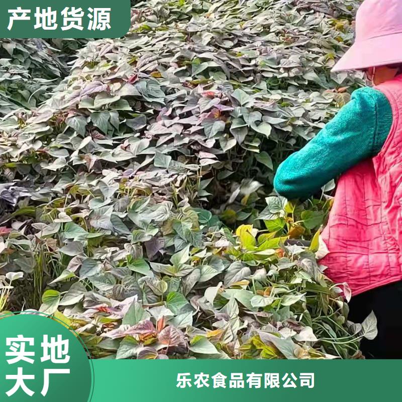 高剪脱毒普薯32号苗子春薯苗
