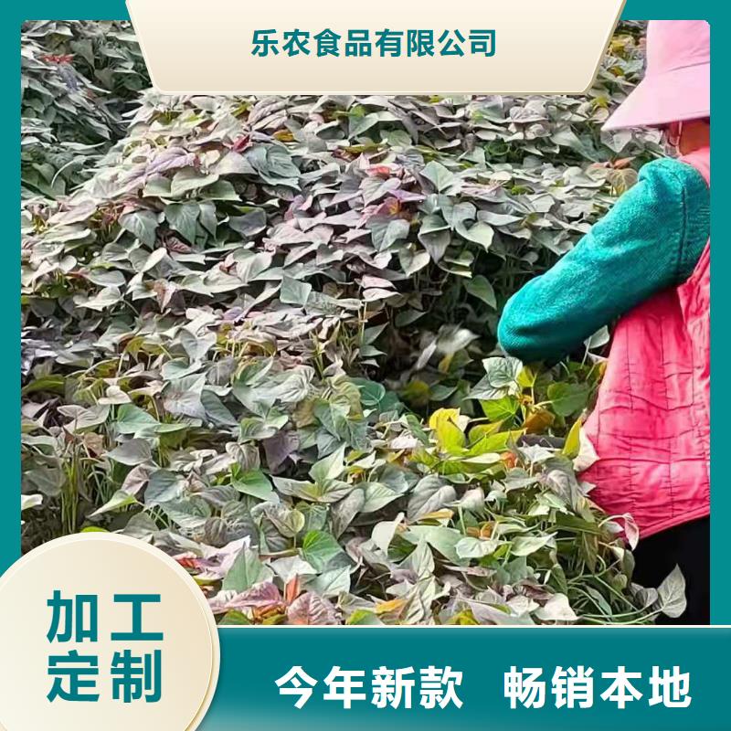 高产红薯苗(预售中)专业指导员