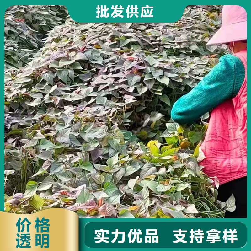 甘薯苗（紫红薯苗）种植