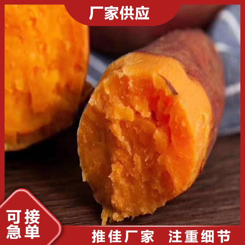麦茬苗（紫薯)选择我们没错