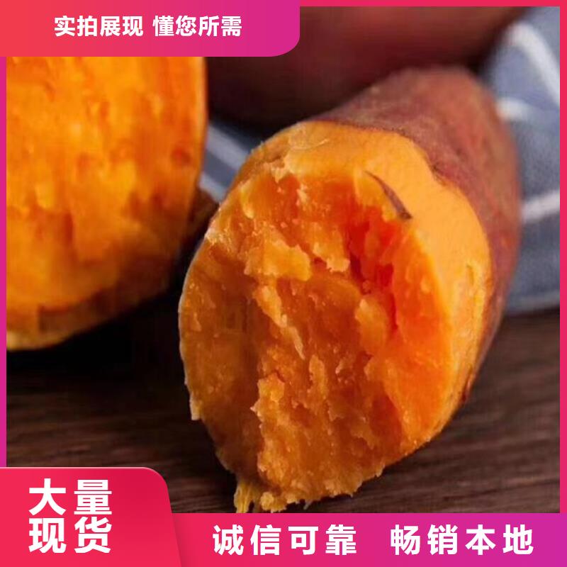 紫薯苗（绫紫）厂家