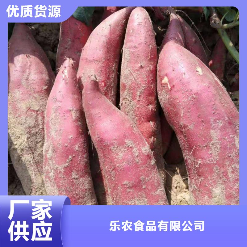 紫薯苗（济黑2号上市）大量批发供应