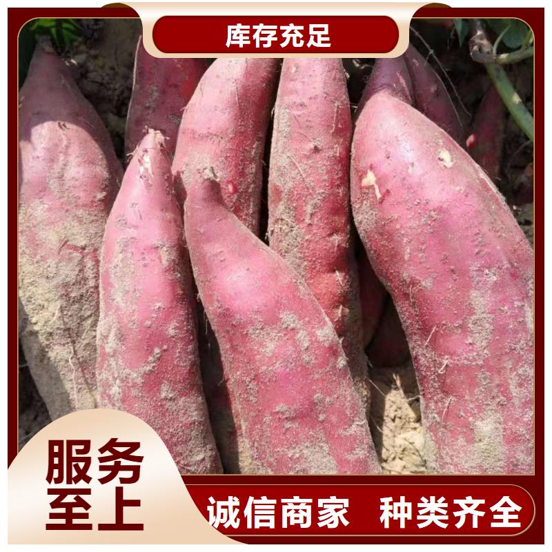紫色地瓜苗（夏薯）预定中