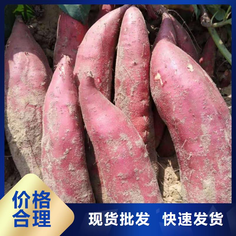 高剪红薯苗成活率高
