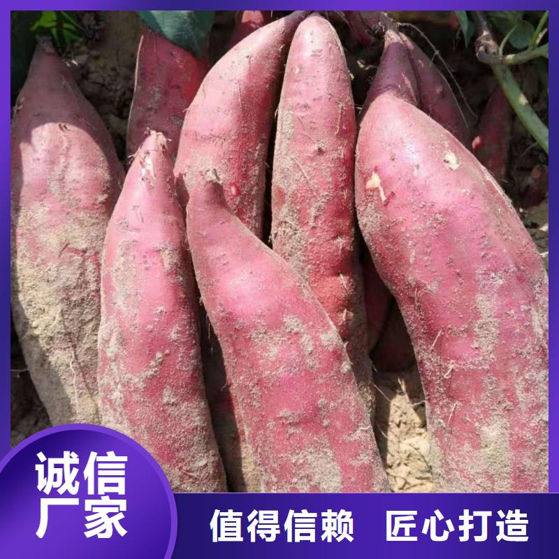 高产红薯苗（预售中）价格