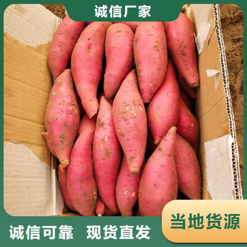 甘薯苗（紫红薯苗）欢迎洽谈合作