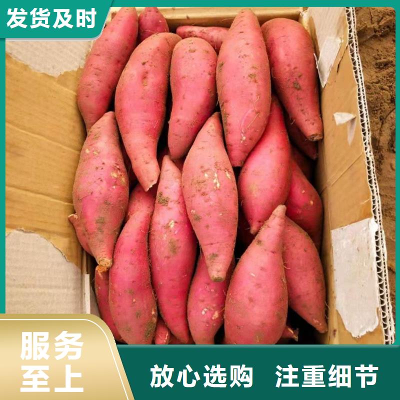 绫紫薯苗成活率高