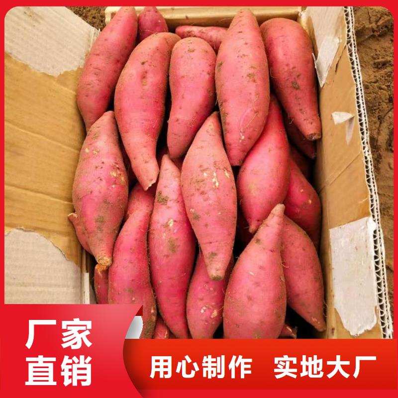 脱毒紫薯苗（济黑品种）厂家现货直销