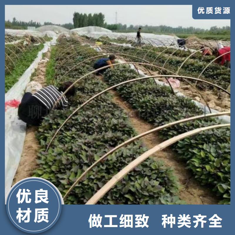 白沙县高产脱毒紫薯苗（绫紫)欢迎致电
