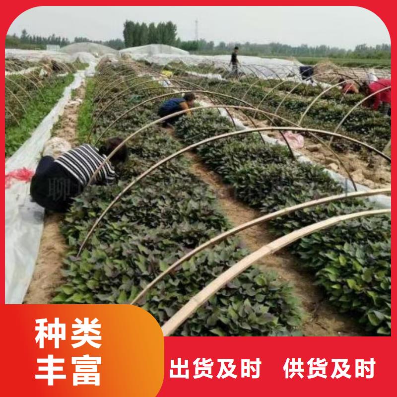 脱毒紫薯苗（济黑品种）种植基地