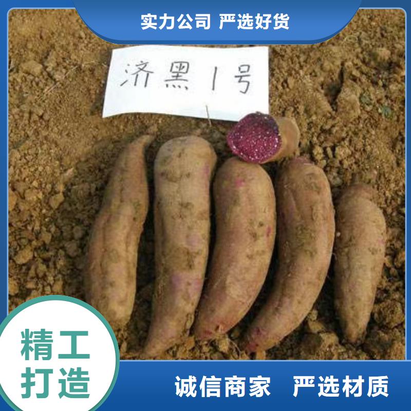 高产红薯苗（预售中）生长周期