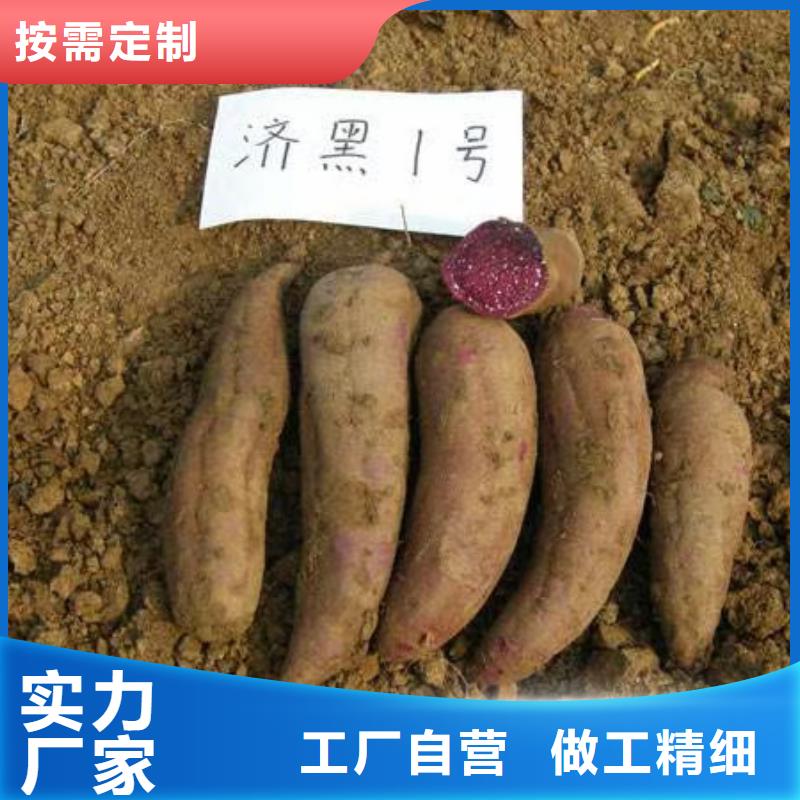高剪红薯苗有保证