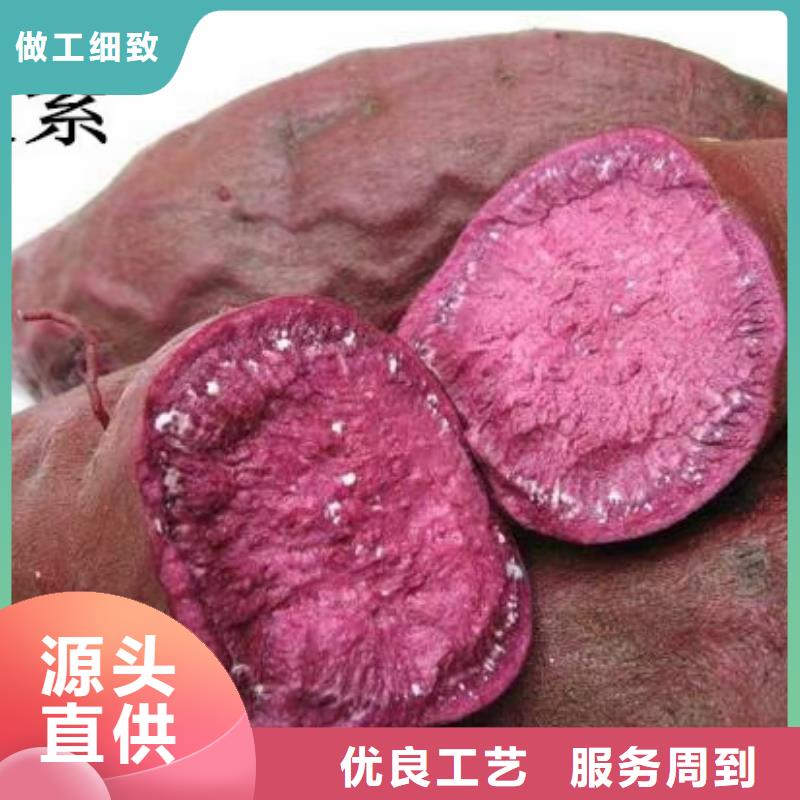 麦茬苗普薯32号（红薯苗）多少钱